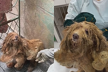 “De cão ‘difícil’ a puro carinho”: Caramelinho supera o passado e procura uma família