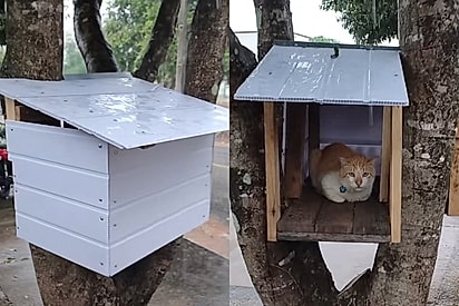 Moça fica feliz em terminar casinha para gato de rua antes da chuva