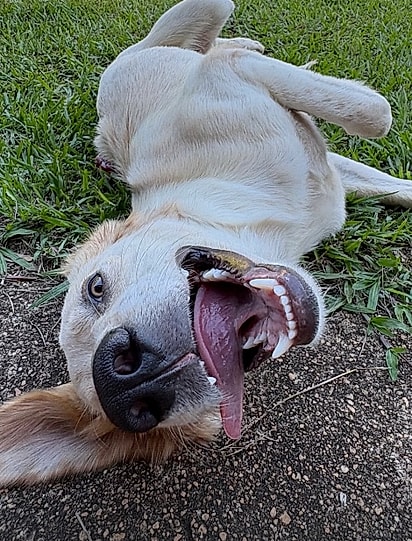 Francisco é um cachorrinho **dócil**, carinhoso e muito brincalhão.