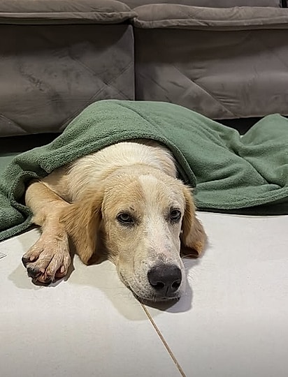 Francisco teve a vida transformada quando seu destino cruzou com o de Lavínia e seu marido.