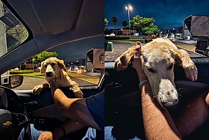 “Me leva com vocês”: Casal para carro para alimentar cão de rua e pet aproveita chance para “forçar” adoção.