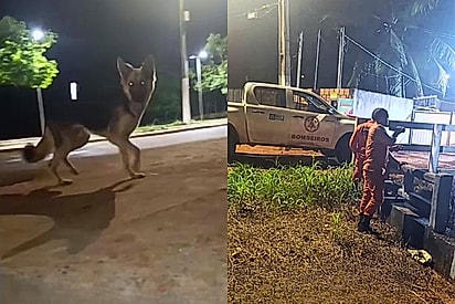 Cachorro ‘pede’ ajuda para socorrer pitbull cego que caiu em córrego em Rondonópolis