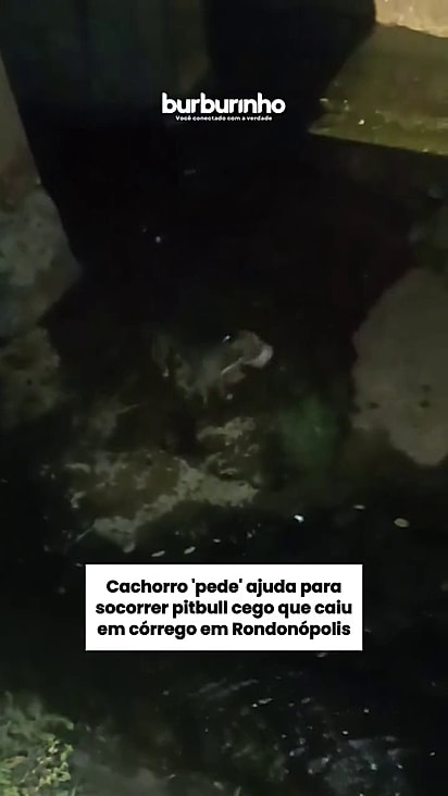 O animal não tinha como sair sozinho do buraco.