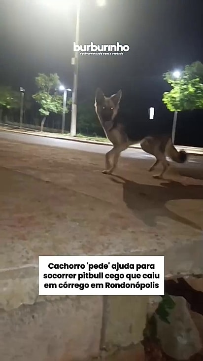 O pastor alemão sabia que precisava conseguir ajuda.