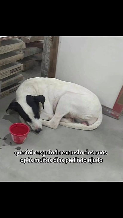 A cachorrinha foi retirada das ruas de São Paulo.