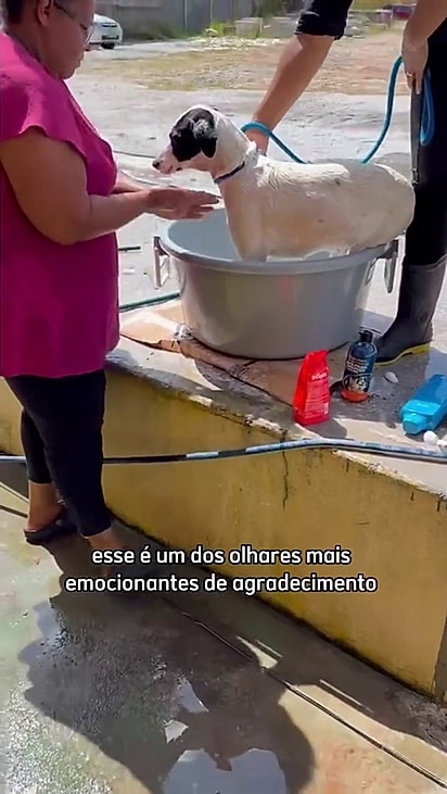 Kinder ganhou banho e castração.