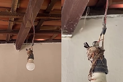 Homem se emociona ao ver local que beija-flor escolheu para construir ninho