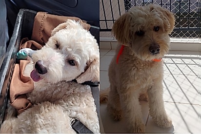 Motorista de aplicativo é chamado para devolver cão ao abrigo, mas sua noiva muda o destino do pet para sempre.