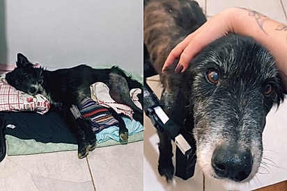 “Ele não vai mais andar”: Tutora se recusa a desistir de cão doente e testemunha verdadeiro milagre.