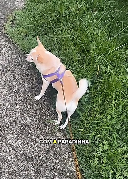 A cachorrinha de Charlles chama a atenção por andar de lado e latir por tudo.