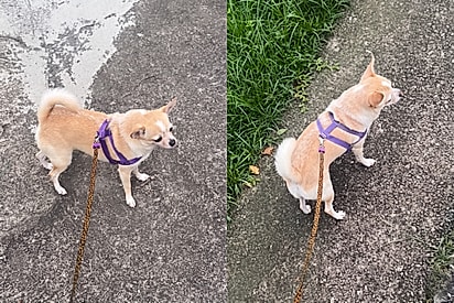 “Paguei R$ 4 mil no cachorro e ele só anda de lado”: Tutor viraliza ao mostrar jeitinho inusitado de chihuahua caminhar.