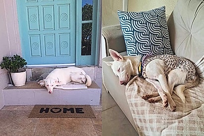 ‘Adora gatinhos’: cachorrinha albina e surda é resgatada das ruas e espera por lar amoroso