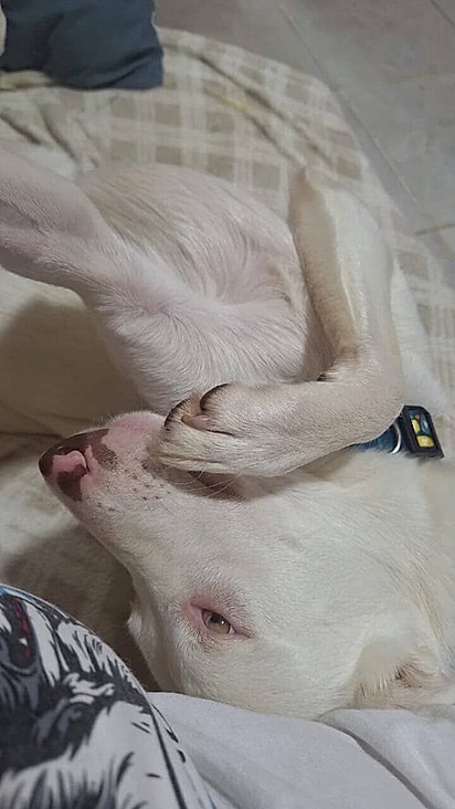 A cachorrinha nasceu surda.