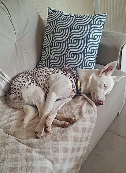 A cachorrinha foi castrada para evitar novos abandonos.