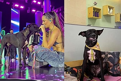 Cão de rua sobe ao palco como se soubesse que seu destino mudaria naquele momento
