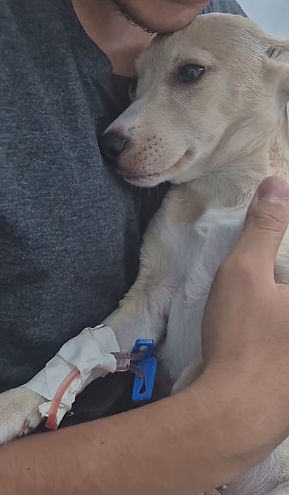 Clarinha teve um episódio de anemia severa. 