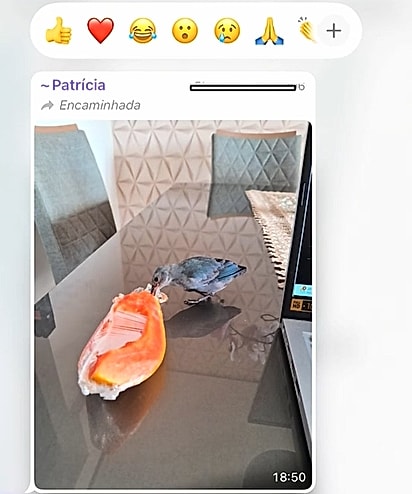 O passarinho conhecia todos os moradores… e aparentemente também sabia exatamente onde conseguir carinho e comida.