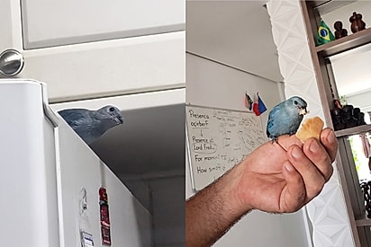 Família recebe visita de passarinho, desconfia ser de algum vizinho e descobre verdade secreta da ave no grupo do condomínio.