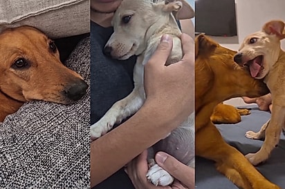 Foi o dia mais feliz da vida dela: Cachorrinha tem a melhor reação ao ver que irmã internada voltou pra casa