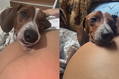 Vai ser meu melhor amigo: Cãozinho adormece todos os dias cuidando de barriga e cena encanta