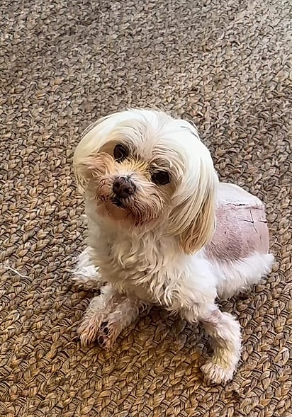 Eugenia tem oferecido todo o amor, cuidado e apoio necessário para que Romeo se recupere.