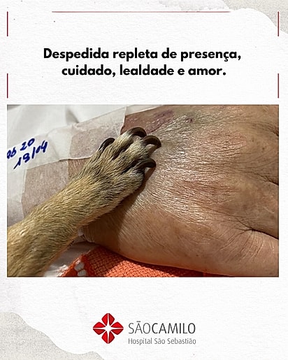 Lilica colocou a patinha sobre a mão do tutor como se quisesse dizer, pela última vez: “Eu estou aqui com você.”