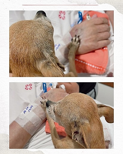 A despedida de Lilica e Walter emocionou familiares, profissionais do hospital e milhares de pessoas nas redes sociais.