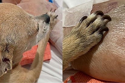 “Ele só podia estar esperando por ela”: Em cuidados paliativos, homem só consegue partir após se despedir da cachorrinha que tanto amou.