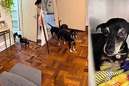 Ele entrou todo educadinho: Cachorrinho idoso é adotado e comportamento ao chegar na nova casa impressiona
