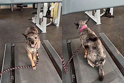 Cachorrinha fica famosa por criar estratégia para caminhar o mínimo possível na esteira: Treino intervalado 