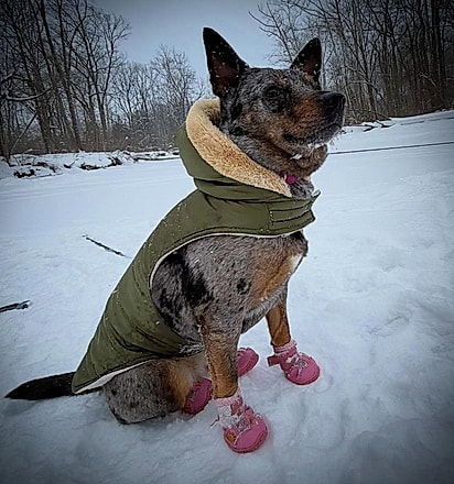 Rita, uma cadela da raça boiadeiro australiano. 