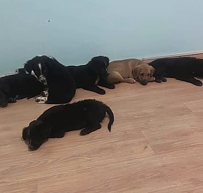 Lineu foi resgatado ao lado de cinco irmãos.