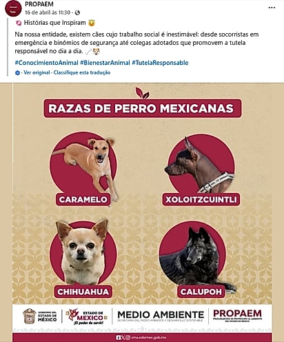 A Procuradoria de Proteção Ambiental do Estado do México fez uma brincadeira, colocando o Caramelo como uma das raças nacionais. 