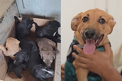 “Ele segue cada dia mais triste”: Por ser o único caramelo de pelo curto da ninhada, Lineu foi o único que ninguém quis adotar