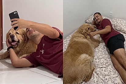 Sonhando em ter um golden retriever, homem pede cachorro emprestado ao vizinho e reação diverte a web.
