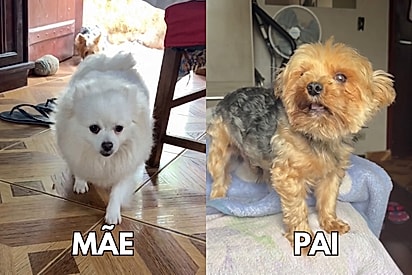 Conheça One, filhote mistura de lulu da pomerânia com yorkshire que parece uma nuvem de tão fofinho.