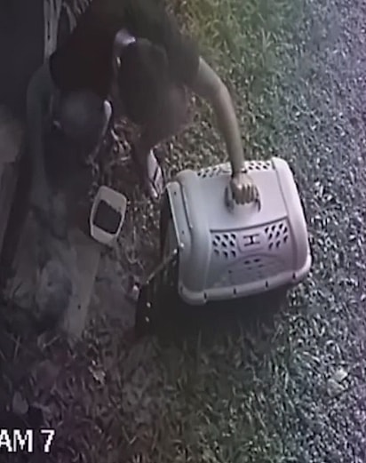 A família acolheu a cadela e a levou para atendimento veterinário.