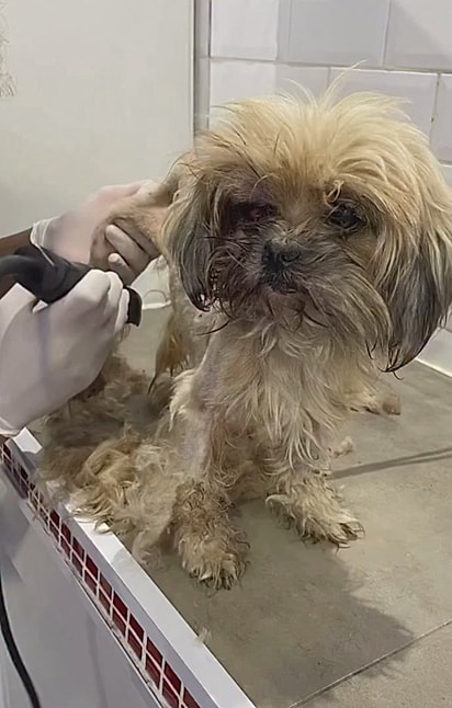 Hope sendo tosada pela primeira vez. 