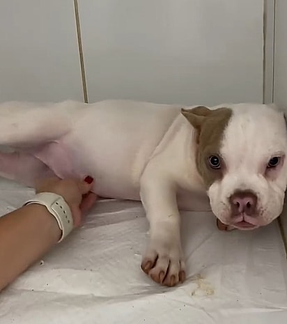 Kyra ficou com a barriga inchada porque comeu demais.