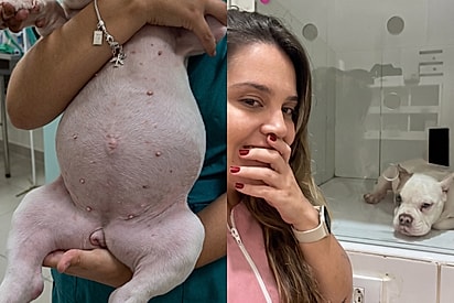 “Ela quase explodiu”: Tutora leva cachorrinha desesperada à clínica após barriga crescer do nada