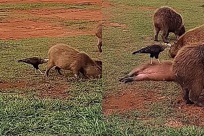 “O massoterapeuta delas”: de longe, mulher flagra capivaras virando de barriguinha para o falcão e o comportamento viraliza