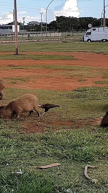 A ave sabia o que fazer.