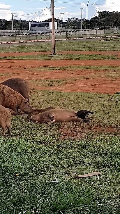 A capivara aceitou de bom grado a ajuda.
