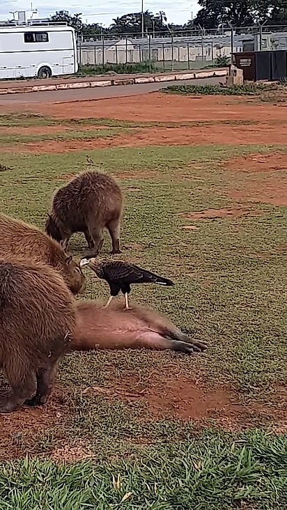 O carcará ficou um bom tempo se alimentando entre as capivaras.