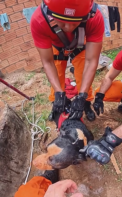 A equipe fazendo carinho na cadela. 