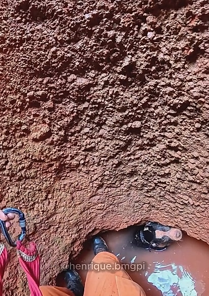 A cadela caiu em um poço de mais de 10 metros de profundidade.