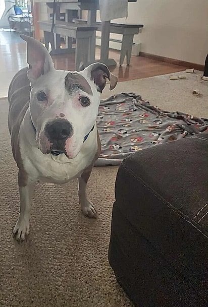 Bruiser, um cão idoso que gosta de seguir à risca sua rotina.