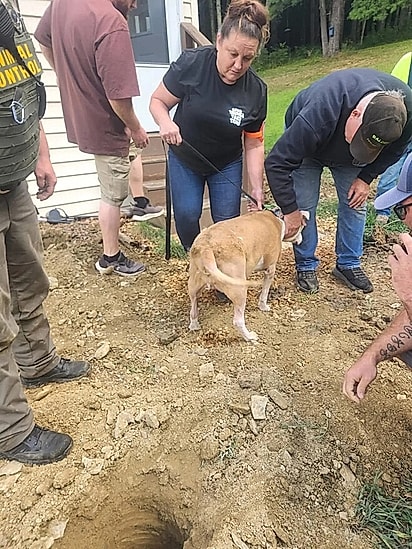 Bruiser saiu abanando o rabo, como se nada tivesse acontecido.