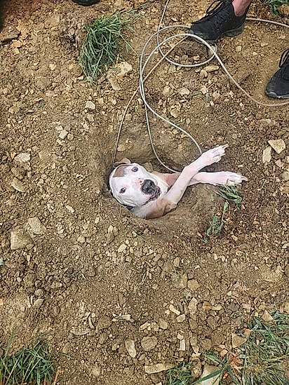 O cão acabou entalado em um buraco.
