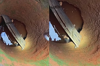 Ela não desistiu e a gente também não: Pitbull fica só com a cabeça para fora em poço de mais de 10 metros